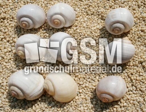 Schneckenhäuser-6+3.jpg